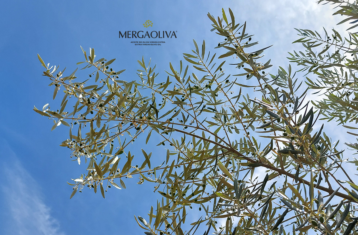 Mergaoliva: green olives